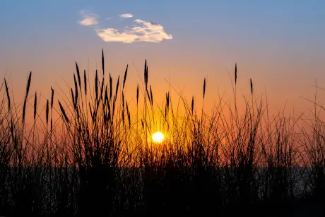 Sonnenuntergang auf Sylt über der Nordsee hinter Strandgras-Silhouetten im warmen Abendhimmel.